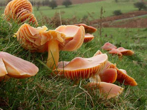sites